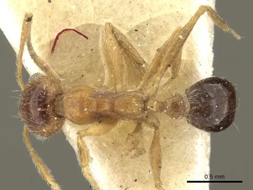 Pheidole naoroji - CASENT0281639