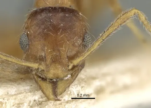 Pheidole naoroji - CASENT0281639