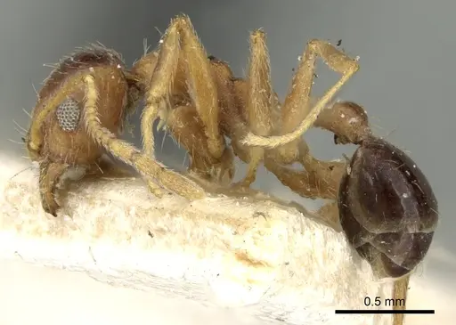 Pheidole naoroji - CASENT0281639