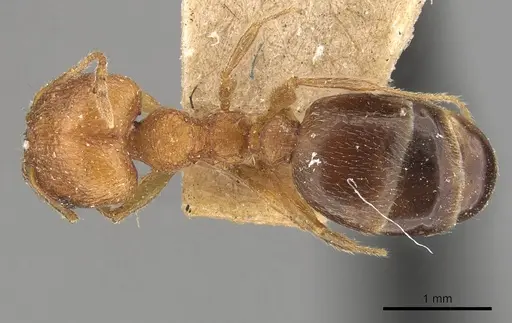 Pheidole naoroji - CASENT0907930
