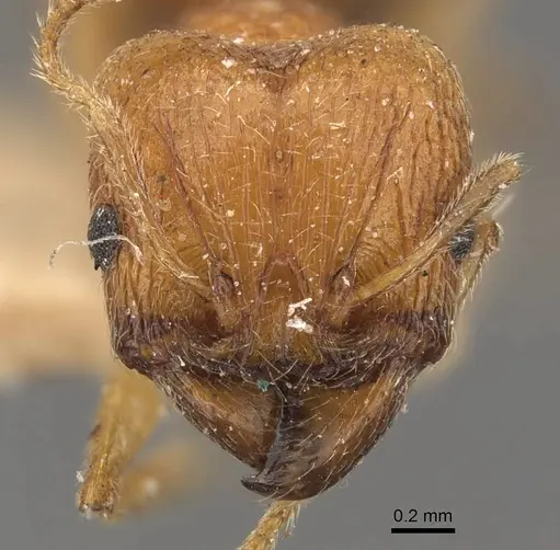 Pheidole naoroji - CASENT0907930