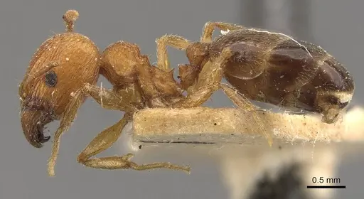 Pheidole naoroji - CASENT0907930