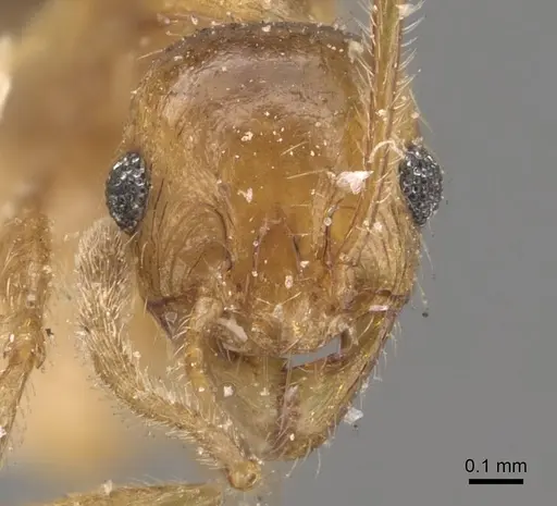 Pheidole naoroji - CASENT0907931