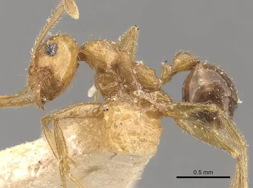 Pheidole naoroji - CASENT0907931
