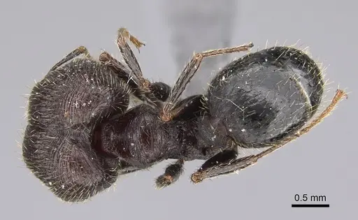 Pheidole naoroji - CASENT0923327
