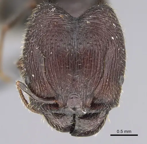 Pheidole naoroji - CASENT0923327