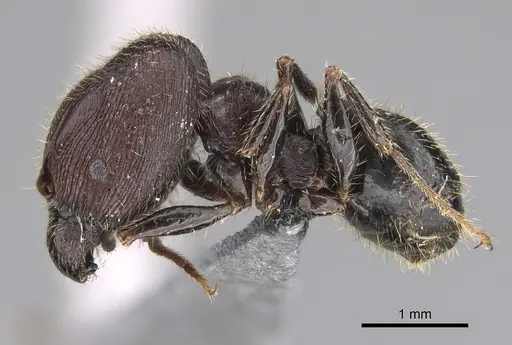 Pheidole naoroji - CASENT0923327