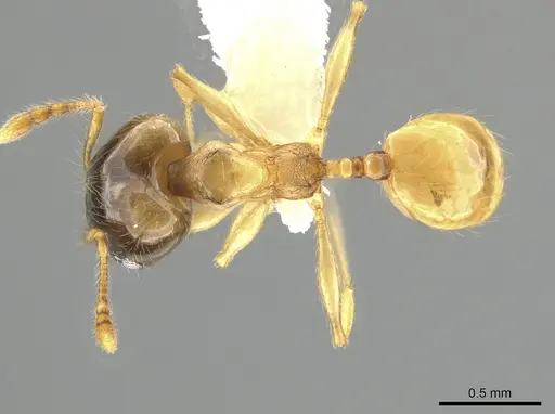 Pheidole nasutoides specimen