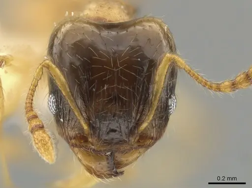 Pheidole nasutoides specimen