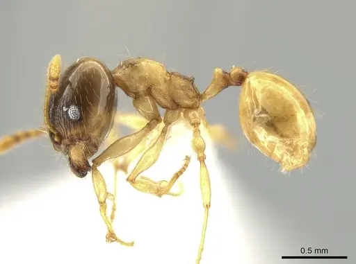 Pheidole nasutoides specimen
