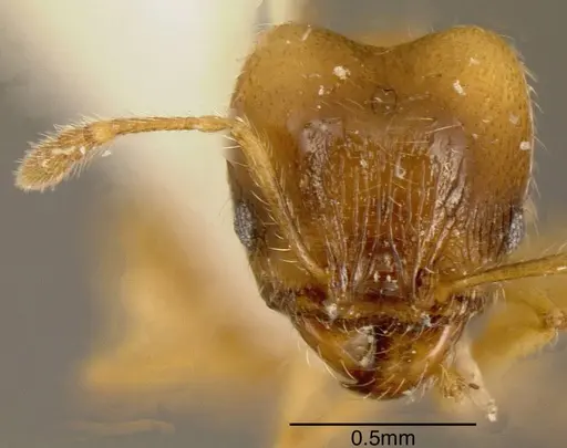 Pheidole nasutoides - CASENT0635494