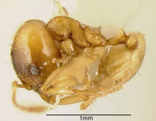 Pheidole nasutoides - CASENT0635494