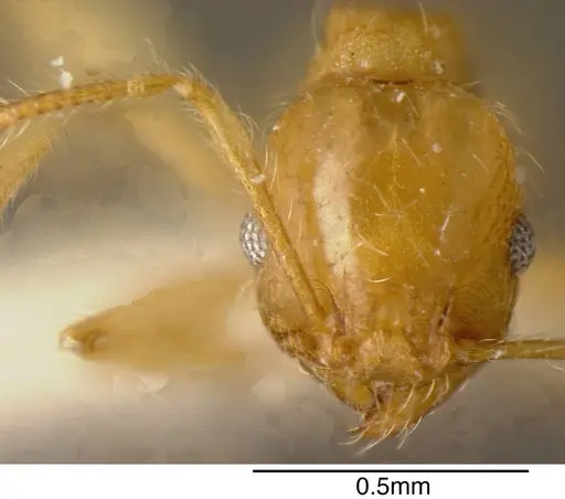 Pheidole nasutoides - CASENT0635495