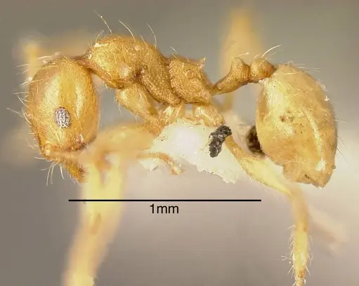 Pheidole nasutoides - CASENT0635495