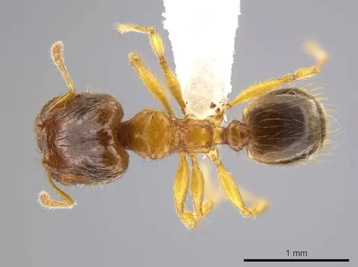 Pheidole natalie specimen