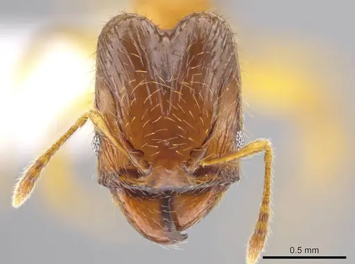 Pheidole natalie specimen