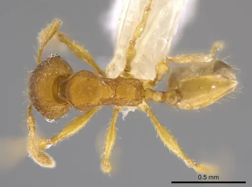 Pheidole natalie - CASENT0617858