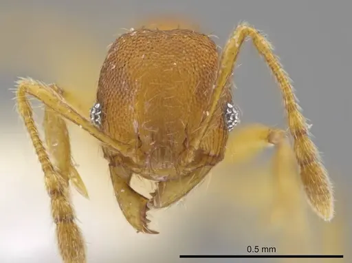 Pheidole natalie - CASENT0617858