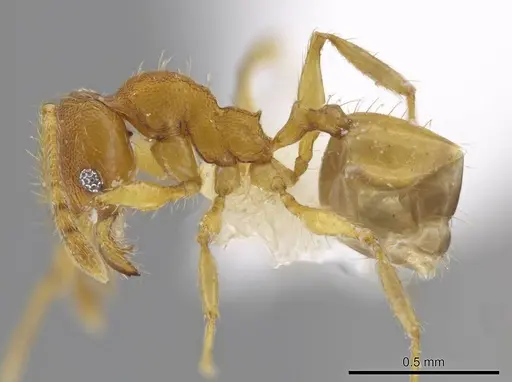 Pheidole natalie - CASENT0617858