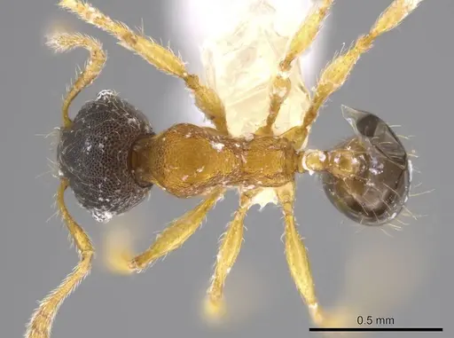 Pheidole natalie - CASENT0617860