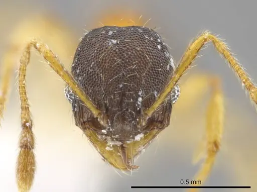 Pheidole natalie - CASENT0617860