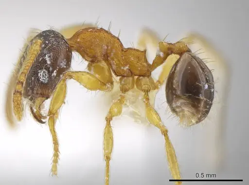 Pheidole natalie - CASENT0617860