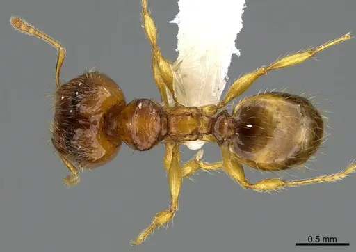 Pheidole natalie - CASENT0628196