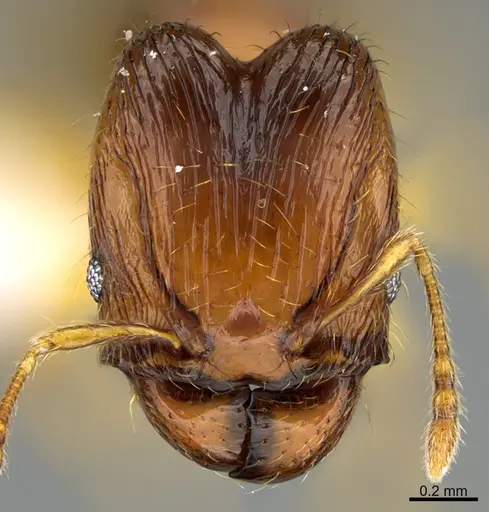 Pheidole natalie - CASENT0628196