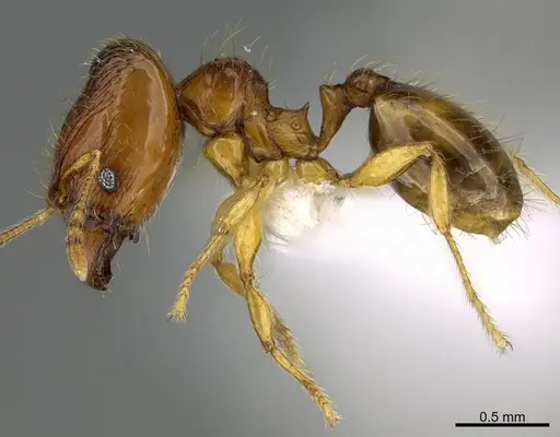 Pheidole natalie - CASENT0628196