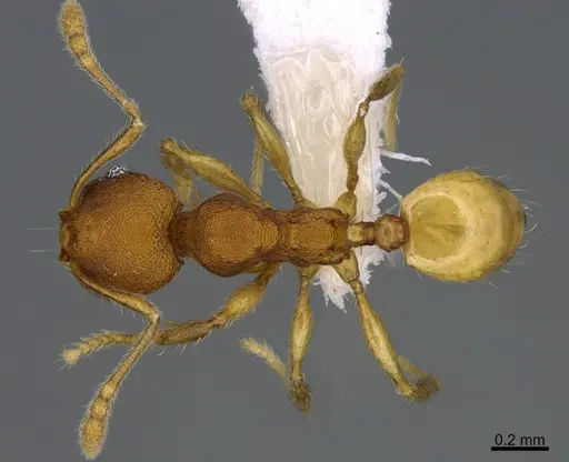 Pheidole natalie - CASENT0628197