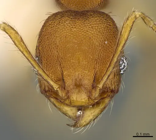 Pheidole natalie - CASENT0628197