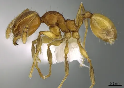 Pheidole natalie - CASENT0628197