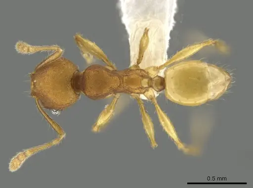 Pheidole natalie - CASENT0628204