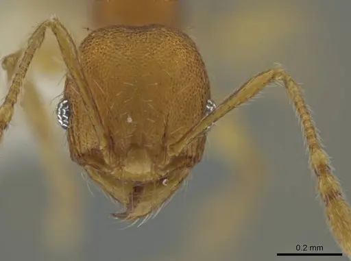Pheidole natalie - CASENT0628204