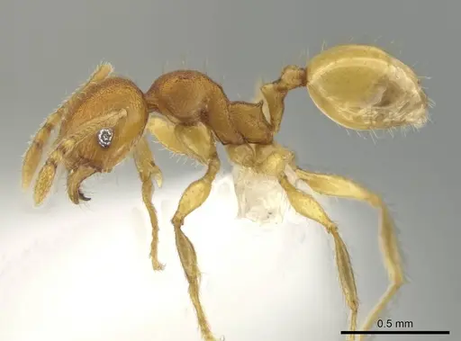 Pheidole natalie - CASENT0628204