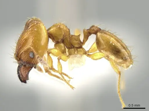 Pheidole natalie - CASENT0628205
