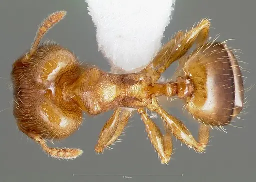 Pheidole navigans specimen
