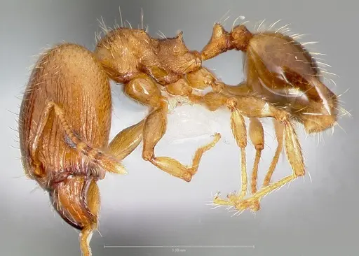 Pheidole navigans specimen