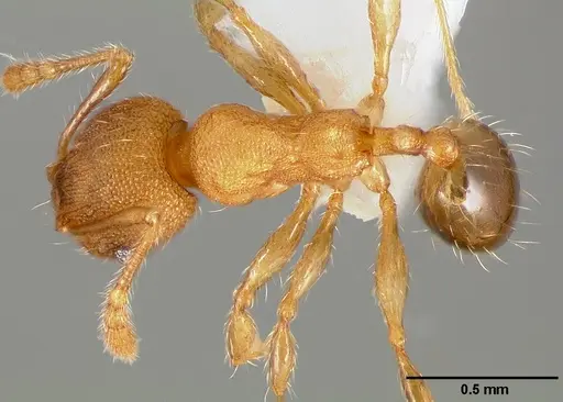 Pheidole navigans - CASENT0005743