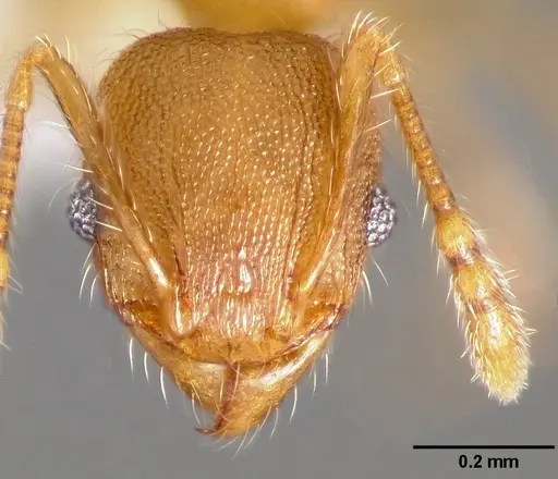 Pheidole navigans - CASENT0005743