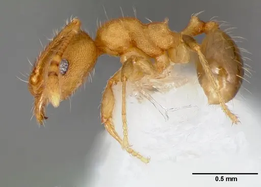 Pheidole navigans - CASENT0005743