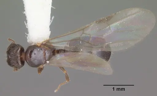 Pheidole navigans - CASENT0104413