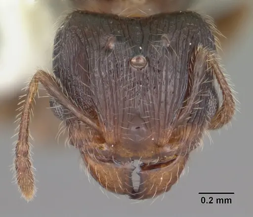 Pheidole navigans - CASENT0104413