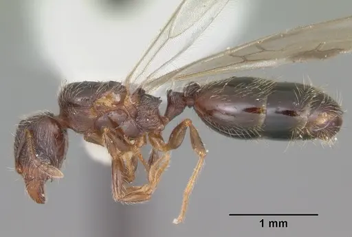 Pheidole navigans - CASENT0104413