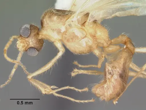 Pheidole navigans - CASENT0104414
