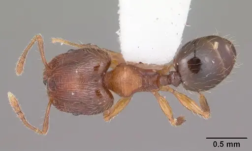 Pheidole navigans - CASENT0104525
