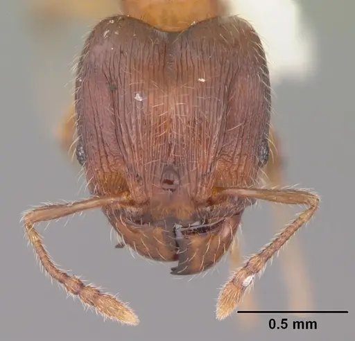 Pheidole navigans - CASENT0104525
