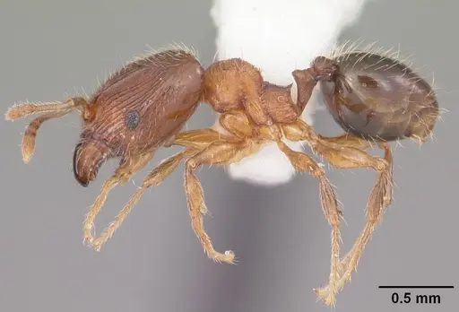 Pheidole navigans - CASENT0104525