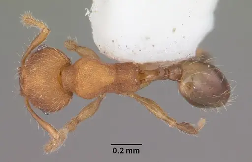 Pheidole navigans - CASENT0104526