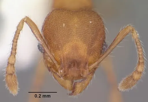 Pheidole navigans - CASENT0104526